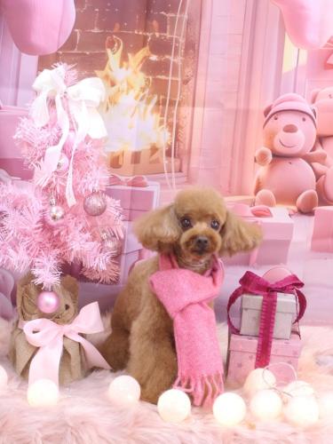 20241217茶々丸くん